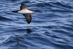 Puffinus subalaris
