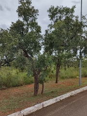 Dalbergia miscolobium