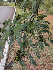 Dalbergia miscolobium