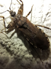 Oncocephalus squalidus