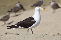 Larus dominicanus