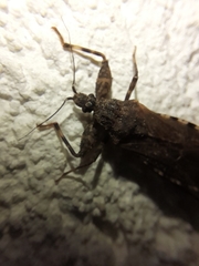 Oncocephalus squalidus