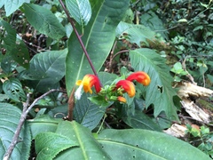 Centropogon granulosus