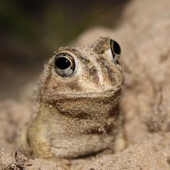 Odontophrynus maisuma