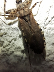 Oncocephalus squalidus