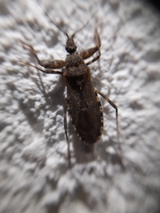 Oncocephalus squalidus