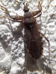 Oncocephalus squalidus