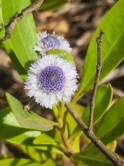 Globularia amygdalifolia