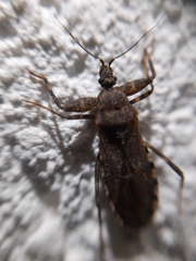 Oncocephalus squalidus