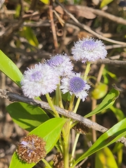 Globularia amygdalifolia