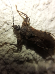 Oncocephalus squalidus