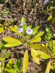 Globularia amygdalifolia