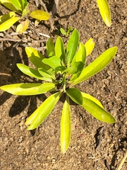 Globularia amygdalifolia