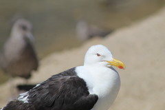 Larus dominicanus