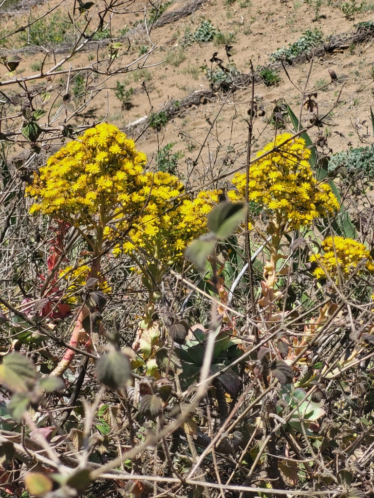 Aeonium gorgoneum