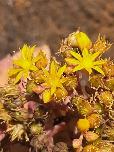 Aeonium gorgoneum