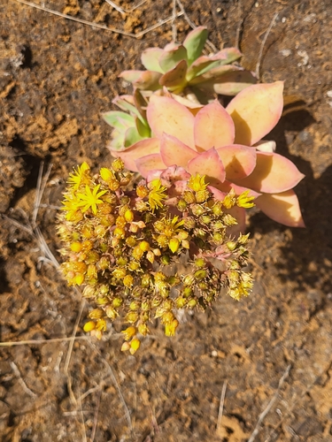 Aeonium gorgoneum