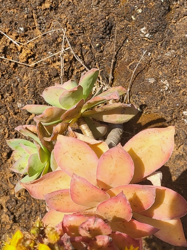 Image of Aeonium gorgoneum by (c) Jacek Pietruszewski, some rights reserved (CC BY)