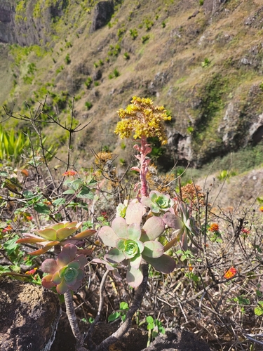 Image of Aeonium gorgoneum by (c) Jacek Pietruszewski, some rights reserved (CC BY)