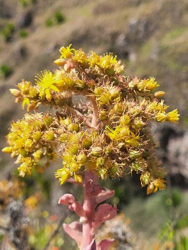 Aeonium gorgoneum