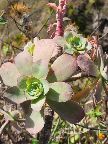 Aeonium gorgoneum