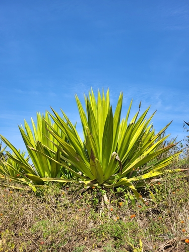Furcraea foetida