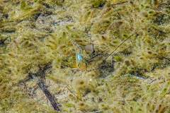 Cyprinodon riverendi