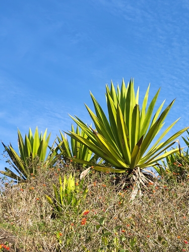 Furcraea foetida