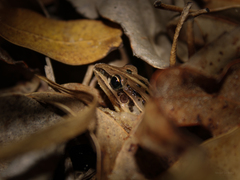 Leptodactylus gracilis