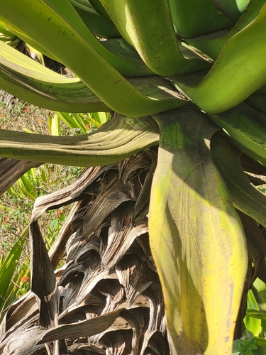 Furcraea foetida