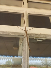 Bactrododema tiaratum