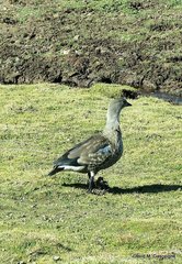 Cyanochen cyanoptera