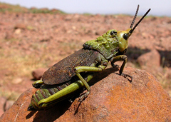 Dictyophorus