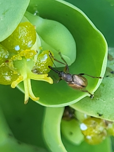 Auletobius euphorbiae photographed in Cabo Verde