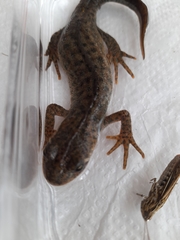 Triturus ivanbureschi