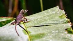 Anolis limifrons