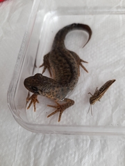 Triturus ivanbureschi