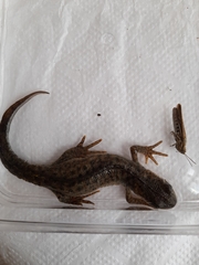 Triturus ivanbureschi