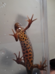 Triturus ivanbureschi