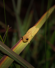Dendropsophus sanborni