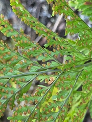 Davallia canariensis image