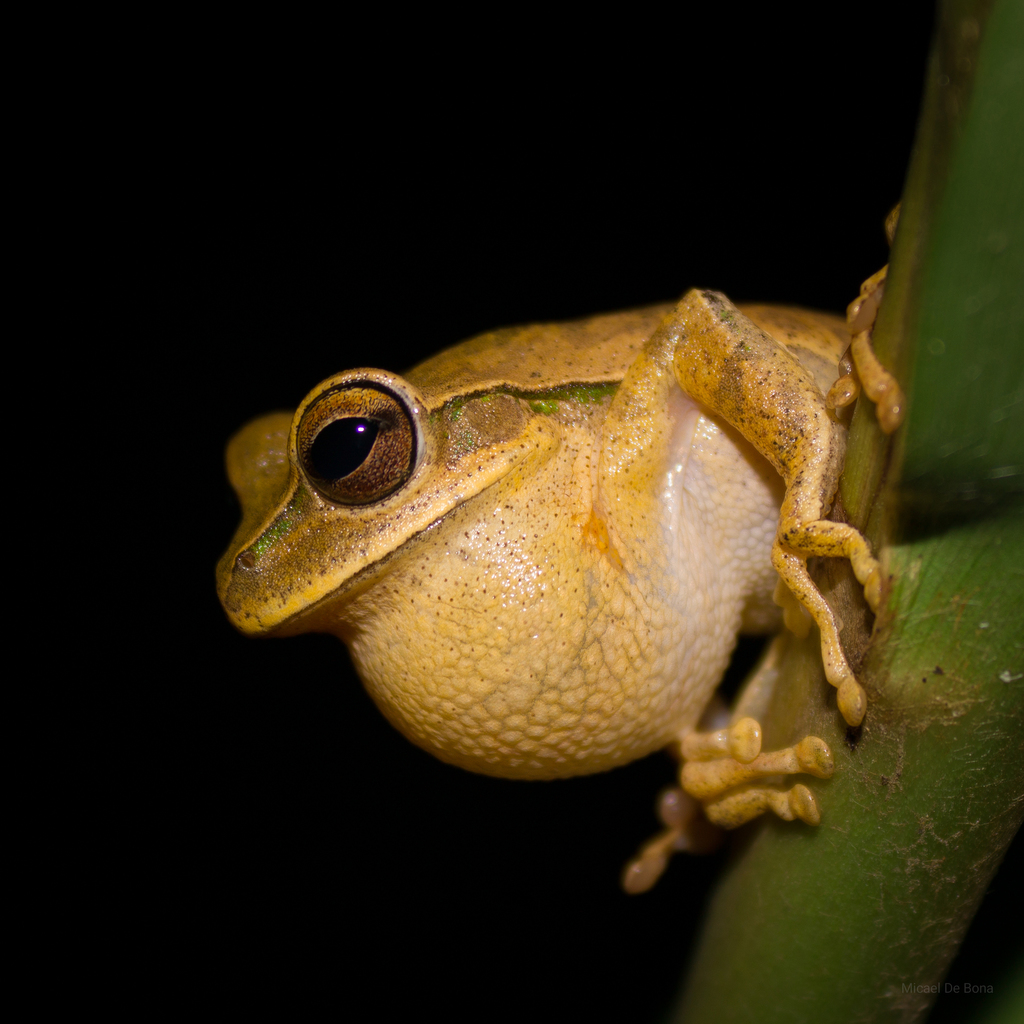 Bischoff's Treefrog