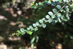 Luma apiculata