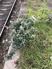Buddleja davidii