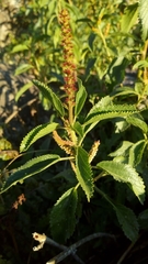Acalypha communis