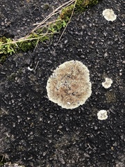 Protoparmeliopsis muralis