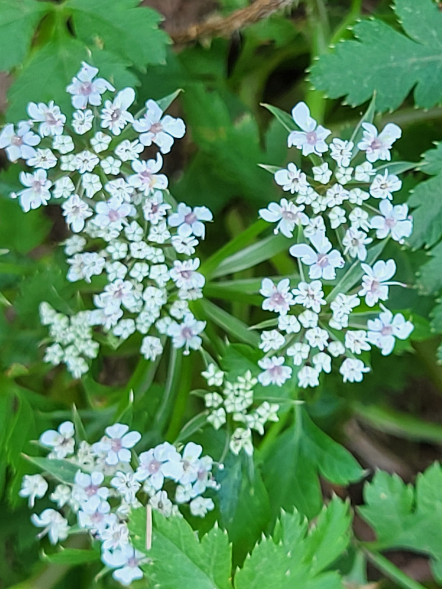 Imagem de Daucus insularis