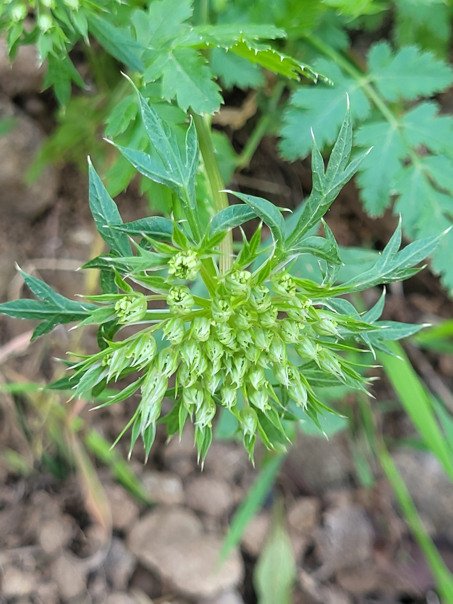 Imagem de Daucus insularis