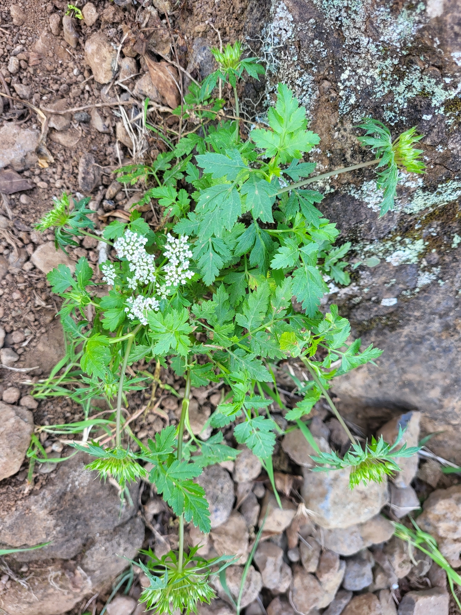 Imagem de Daucus insularis