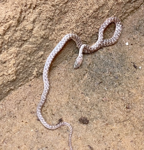 Egyptian catsnake